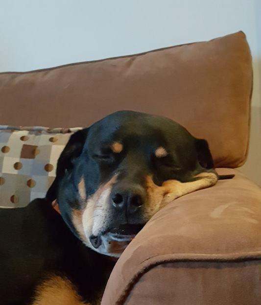 17904427_10203010259934631_6494674769735521224_n