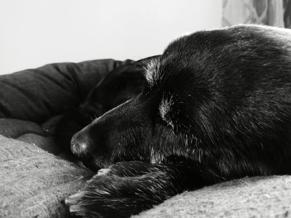 30582363_10156283351956944_5079750950108965185_n